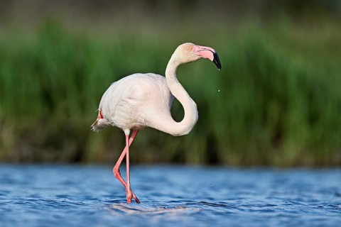 A greater flamingo (Phoenicopterus roseus), standing in the water, Camargue Regional Nature Park,