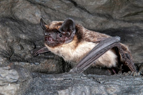 Leather-winged bat, parti-coloured bat, vespertilio murinus, bicolor bat, chiroptera, bats,