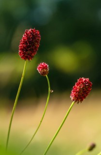 Large meadow button, rosaceae, rose family, sanguisorba officinalis, meadow button, flora, high