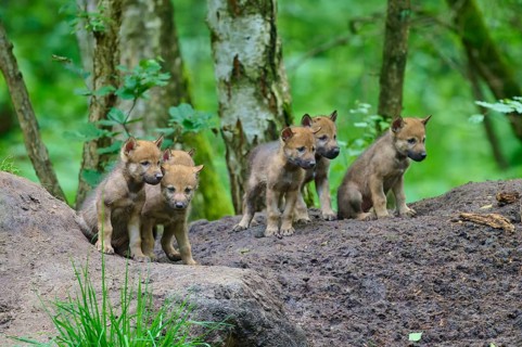 Five curious wolf cubs stand in the countryside, observing their surroundings, Wolf (Canis lupus),