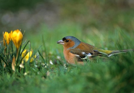 Chaffinch, Fringilla Coelebs, Birds, Spring, Garden, Leo, Male, Passeri, Songbirds, Jump, Birds