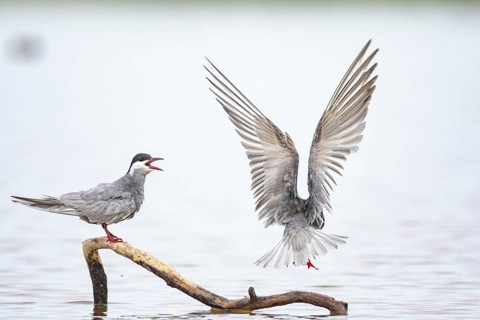 White-bearded Tern (Chlidonias hybridus) Hungary