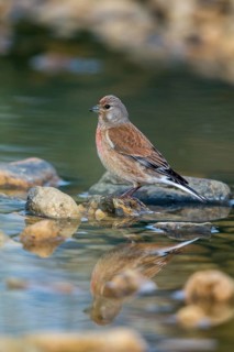 Acanthis cannabina, bloodtail, linaria cannabina, linnet, bath, bird bath, birds, hanfling, male,