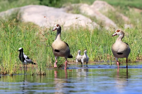 Nile gans (Alopochen aegyptiaca), adult, pair, young, in the water, standing, alert, Kruger