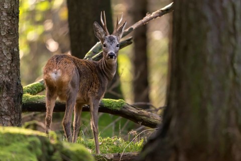 Artiodactyla, Capreolus capreolus, even-toed ungulate, cloven-hoofed, roe deer, roe deer, buck,