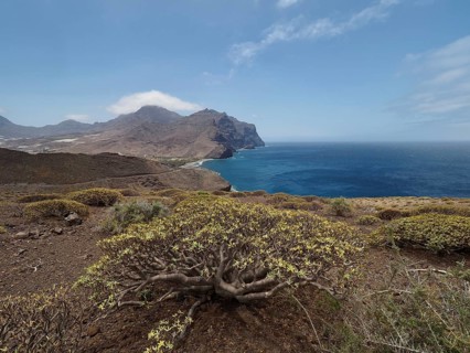 Wide view of coastal landscape with mountains and sea surrounded by plants, La Aldea de San