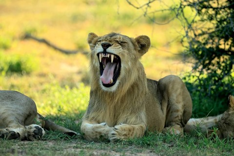 Lion (Panthera leo), adult, male, young male, lying down, yawning, on the ground, Kruger National