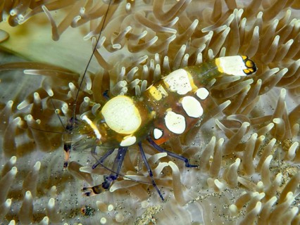 A peacock-eyed anemone shrimp (Ancylocaris brevicarpalis) nestled amongst a beige sea anemone