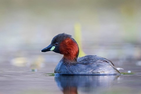 Little Grebe (Tachybaptus ruficollis), North Rhine-Westphalia, Germany