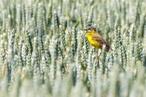 Animals, birds, yellow wagtail, cornfield, (Motacilla flava)