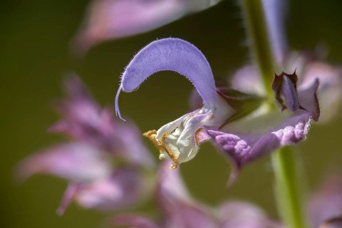 Clary sage, clary sage, Roman sage, salvia sclarea, scarlet herb, scarlet, charlei, clary sage,