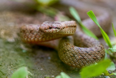Coronella Austriaca, smooth snake, reptilia, reptilia, reptiles, snakes, snakes