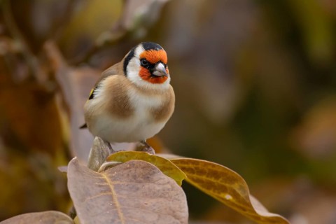 European goldfinch (Carduelis carduelis) adult garden bird in a magnolia tree with autumn colour