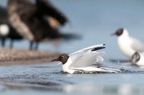 Black-headed gull, chroicocephalus ridibundus, black-headed gull, larus ridibundus, adult, bath,