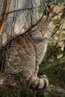 Carnivora, felis silvestris, predators, wildcat, high size, portrait format, mammals, raptors,