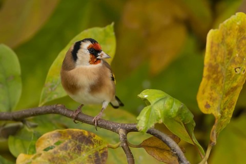 European goldfinch (Carduelis carduelis) adult bird amongst autumn leaves of a garden Magnolia