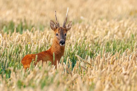 Roe deer (Capreolus capreolus) in a cereal field, close-up, Vechta, Lower Saxony, Germany