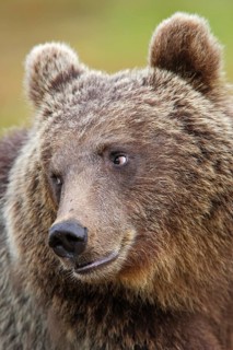 Brown bear, portrait