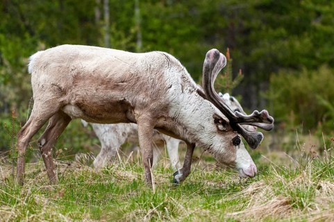 Artiodactyla, even-toed ungulate, Finland, cloven-hoofed, rangifer tarandus, reindeer, reindeer,