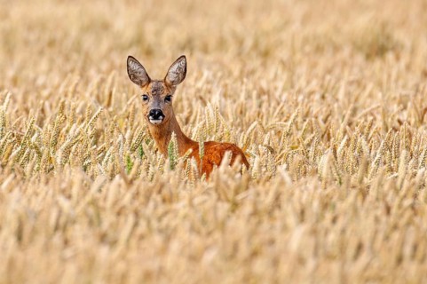 Roe deer (Capreolus capreolus) in a cereal field, portrait, Vechta, Lower Saxony, Germany