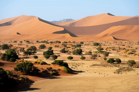 Green trees between red-yellow Namib sand dunes, Namib Desert, Namib-Naukluft National Park,