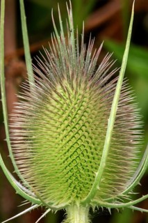 Wild teasel (Dipsacus fullonum), close-up, Baden-Württemberg, Germany