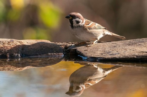 Tree Sparrow, Passer Montanus, Sparrow, Tree Sparrow, Bath, Bird Bath, Birds, Passeri, Songbirds,