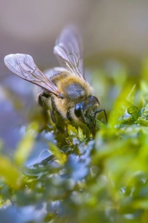 Apidae, apis mellifera, bees, European honey bee, European honeybee, hymenoptera, western honey