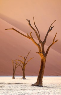 Red sand dunes and white salt pan with dead trees, Dead Vlei, Namib Desert, Namib Naukluft Park,