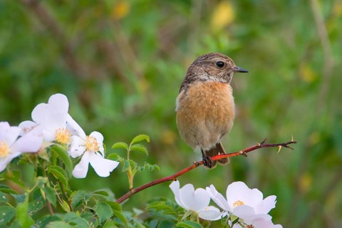Animal Animals Bird Birds (Saxicola torquata) Stonechat Female perched on a branch of a dog rose