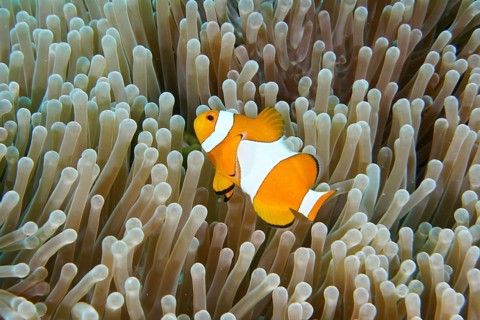 An Ocellaris Clownfish (Amphiprion ocellaris), Nemo, swims through the tentacles of a sea anemone,