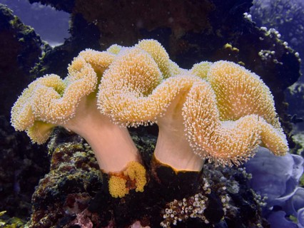 Two elegant, cream-coloured mushroom leather corals (Sarcophyton glaucum) on a rock formation,