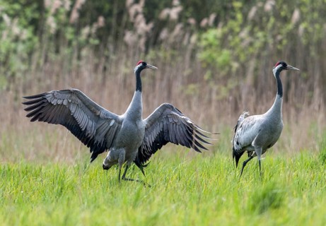 Crane, grus grus, crane, birds, gruidae, gruiformes, cranes, waitbirds, birds