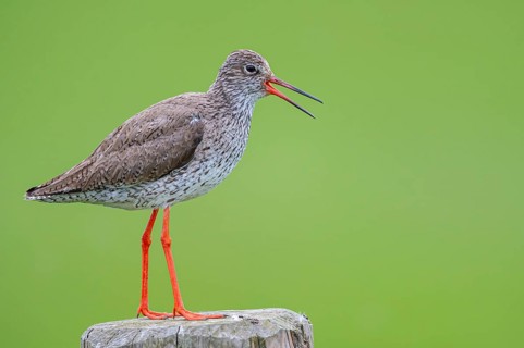 Common Redshank (Tringa totanus), De Waal, Texel, Netherlands