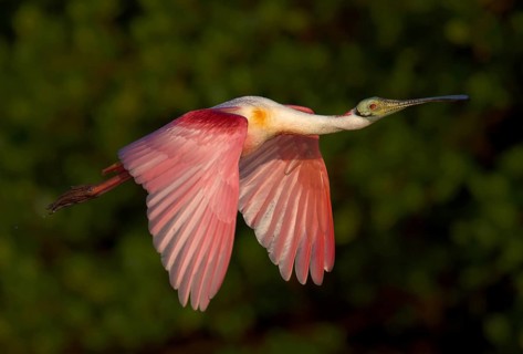 Animals Birds Aerial photograph of a roseate spoonbill (Ajaia ajaia), Florida