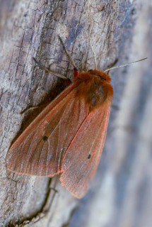Phragmatobia fuliginosa, rust-wing, rust-winged bear, cinnamon bear, high size, portrait format,