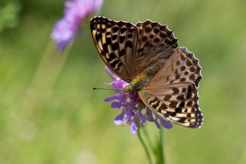 Argynnis paphia, imperial mantle, silver-washed fritillary, butterfly, female, insects, butterfly,