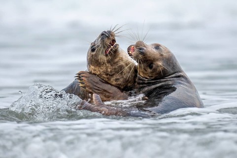 Grey seal (Halichoerus grypus), rutting season, Nordesee, Heligoland, Schleswig-Holstein, Germany
