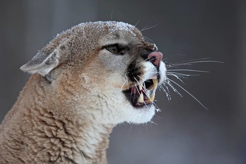 Cougar (Felis concolor), Minnesota, USA: A Cougar bares its teeth, covered in snow, in a cold