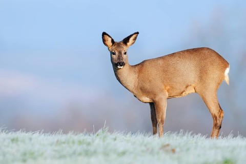 European roe deer (Capreolus capreolus), doe standing in a meadow with hoarfrost, Lower Saxony,