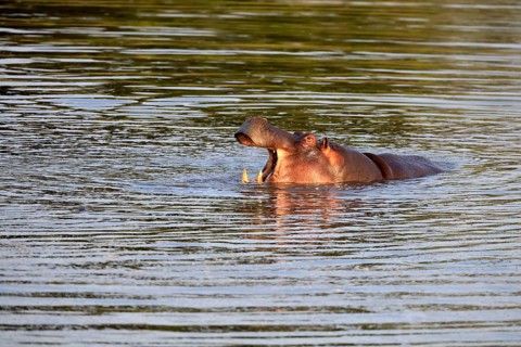 Hippopotamus (Hippopotamus amphibius), adult, in the water, portrait, looking menacing, yawning,