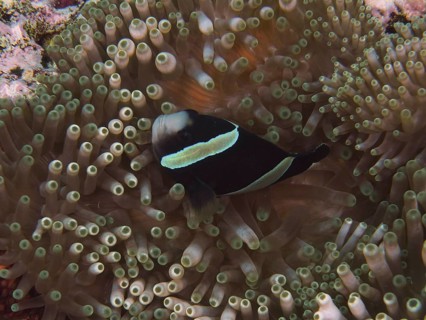 A dark clownfish, Clark's anemonefish (Amphiprion clarkii) with melanistic colouration, glides