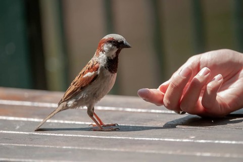 House sparrow, house sparrow, passerine domesticus, sparrow, birds, feeding, male, passeri,