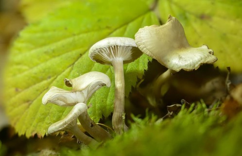 Bitter funnel, chicken run funnel, clitocybe fritilliformis, clitocybe gallinacea, clitocybe