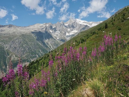 Purple flowers, blooming sally (Epilobium angustifolium), set against a dramatic mountain backdrop