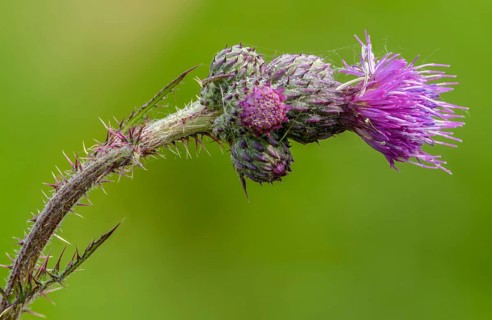 Asteraceae, Cirsium palustre, European Swamp thistle, daisy, swamp thistle, thistle, flora, marsh