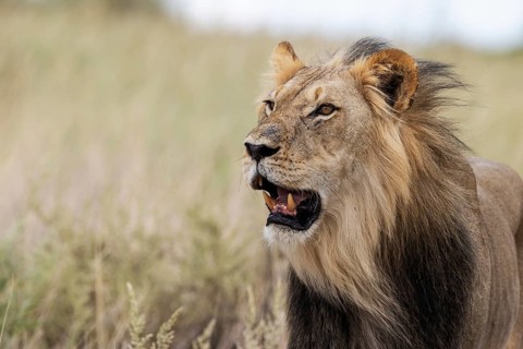 Lion (Panthera leo). Black-maned Kalahari male. Kalahari Desert, Kgalagadi Transfrontier Park,
