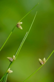 Bristly bog rushes, bristly scale ledges, cyperaceae, isolepis setacea, sour grasses, scale ledge,
