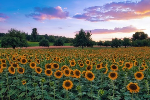 A field of sunflowers (Helianthus annuus) at dusk, atmospheric clouds in the evening sky, Canton of
