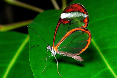 Animals, insects, butterflies, diurnal butterflies, glasswing butterfly (Greta oto), Costa Rica